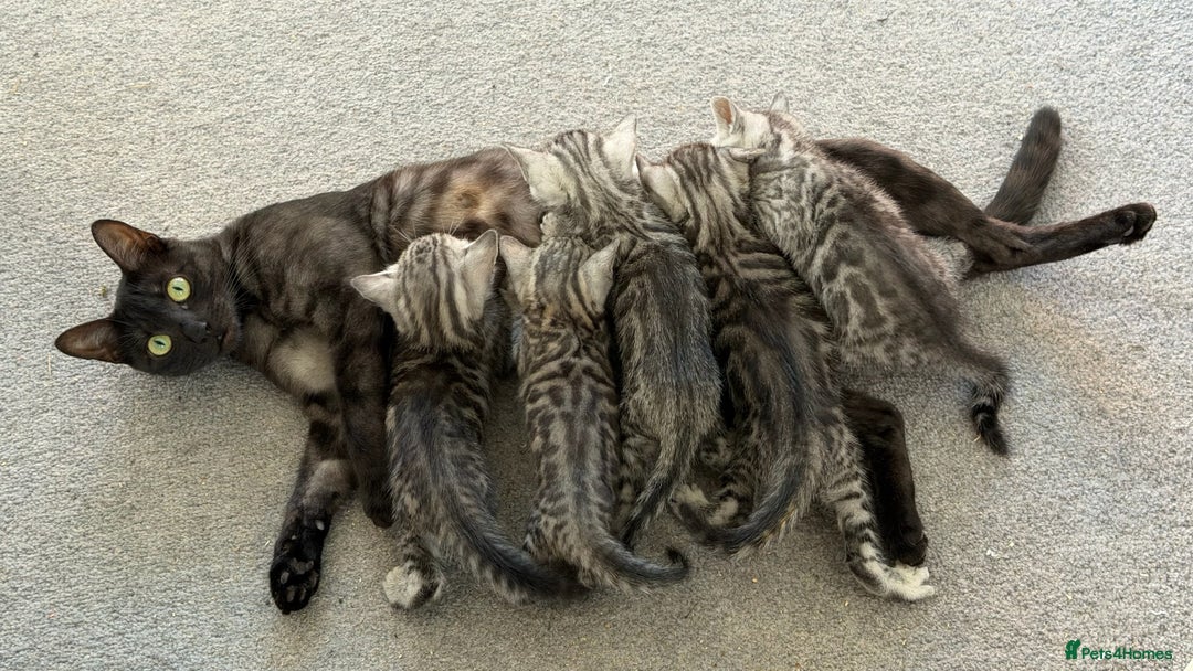 Bengal cats for sale: ❄️🐾Champion bloodline Snow Bengals 🐾❄️ - Image 4