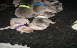 French Bulldog dogs for sale: French bulldog puppies for sale!!  - Image 6