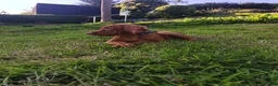 Hungarian Vizsla dogs for sale: * 1 Beautiful Girl Ready For Her New Home * * - Advert 3