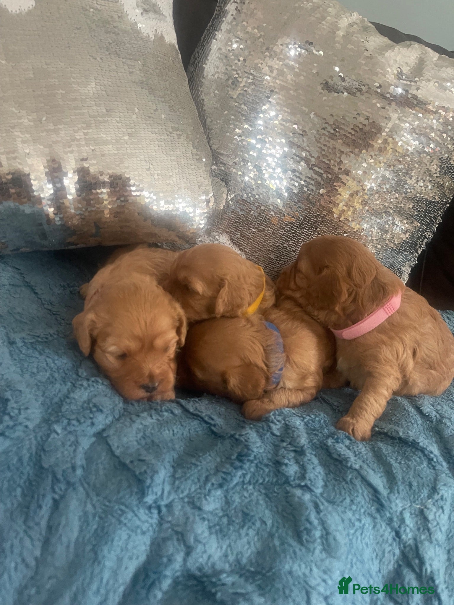 Cavapoo dogs Cavapoo puppies, absolutely gorgeous (F1 Red)   - Advert 1