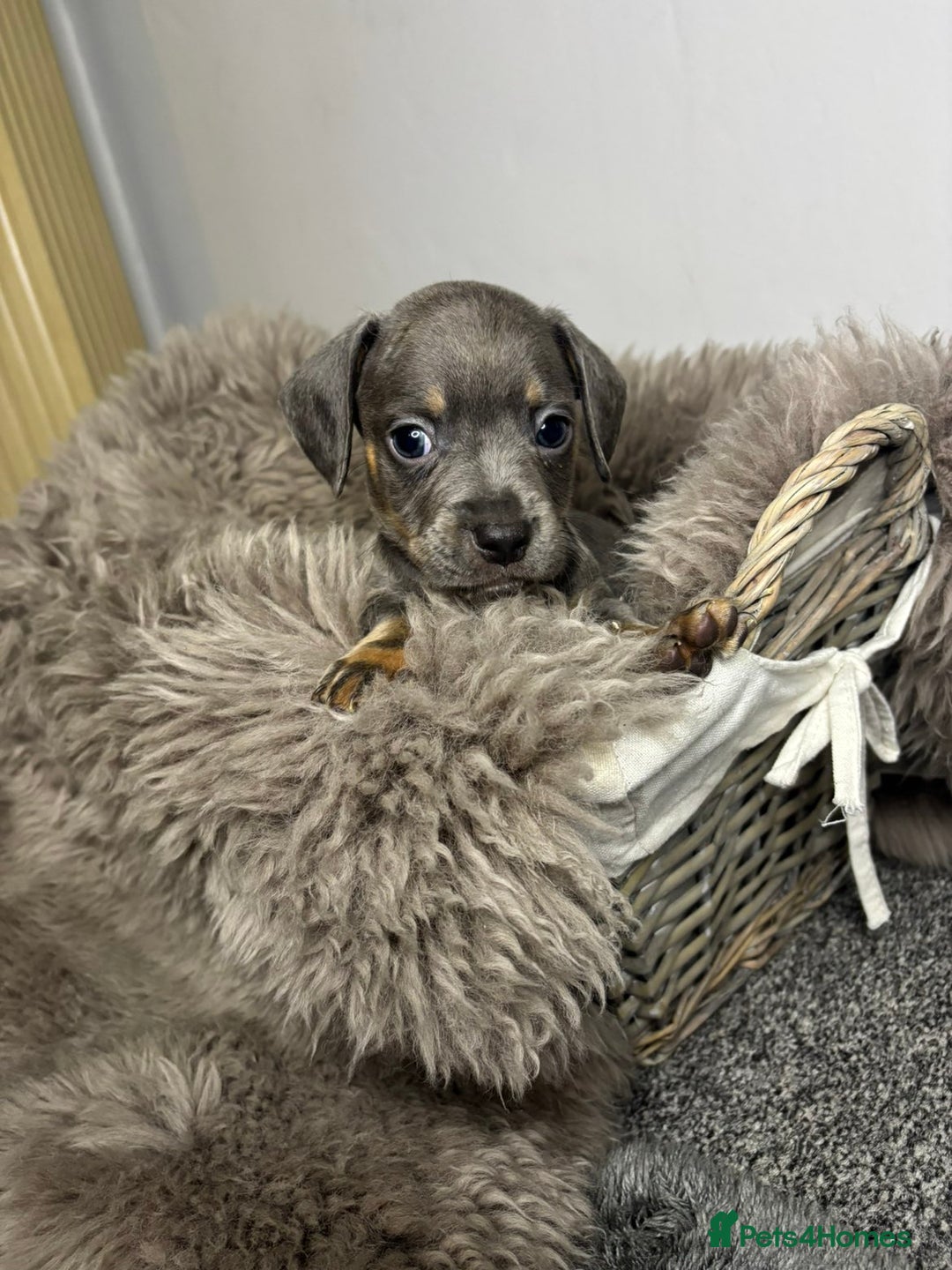 Mixed Breed dogs for sale: Beautiful litter of French bulldog x dachshund  - Advert 5