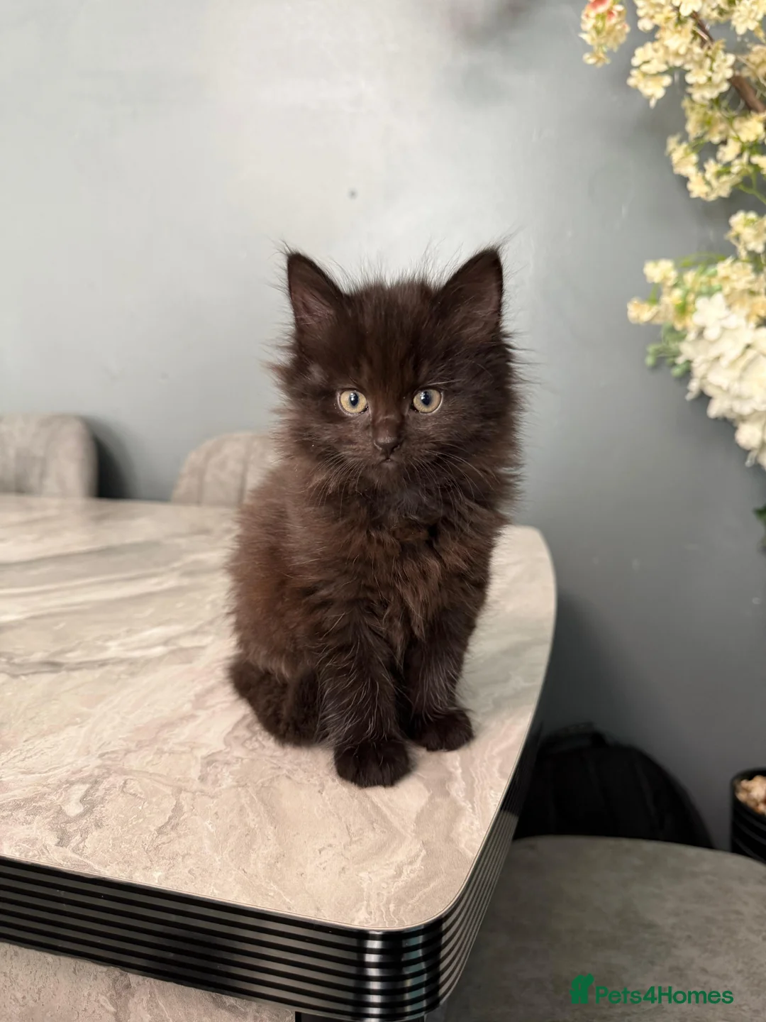 Mixed Breed cats for sale: Maine Coon X British Shorthair kittens  - Advert 1