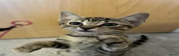 Domestic Shorthair cats for sale: Adorable Tabby Kittens Seeking Their Forever Homes - Advert 17