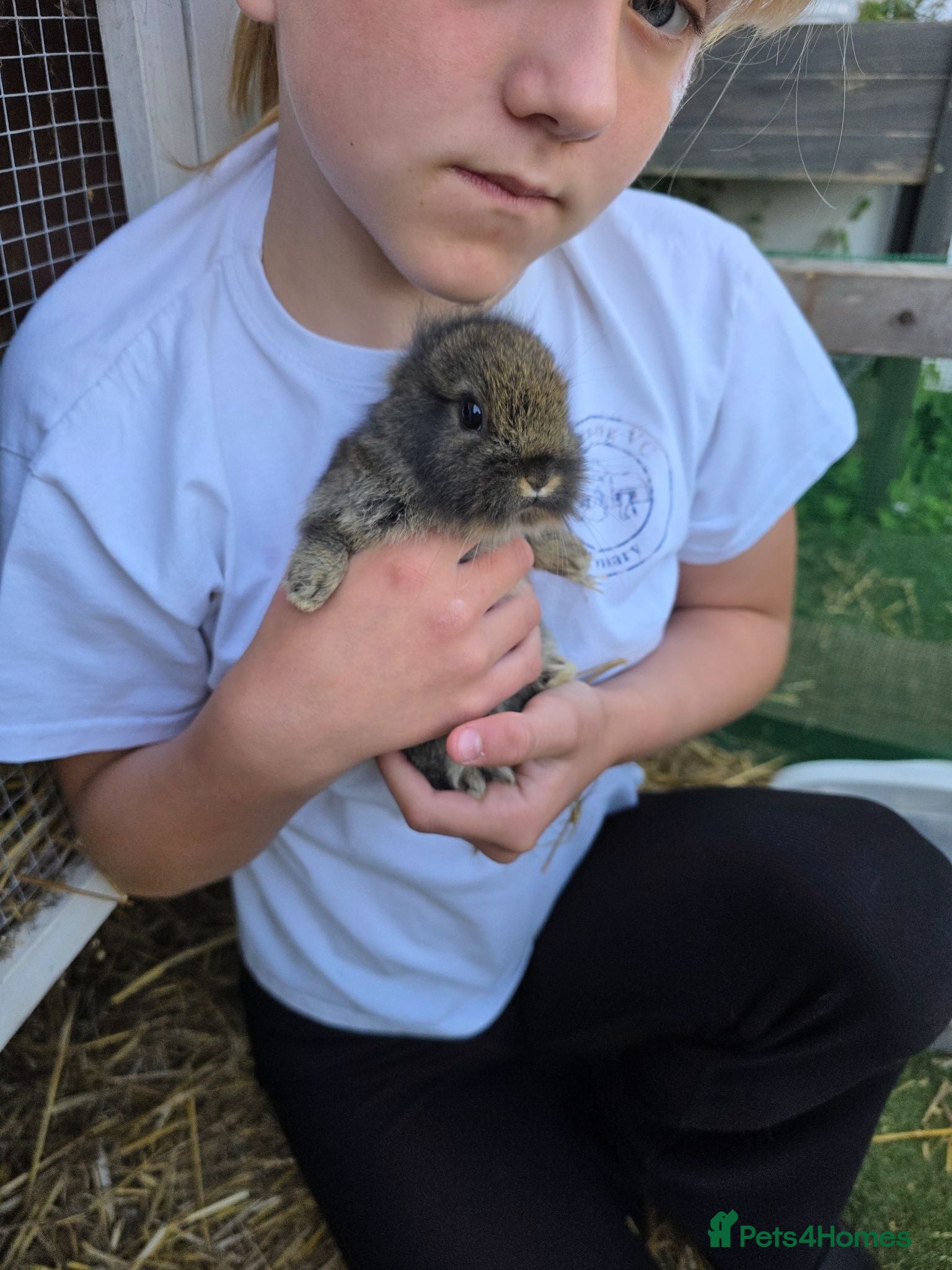 Mixed Breed rabbits Baby rabbits - Advert 2