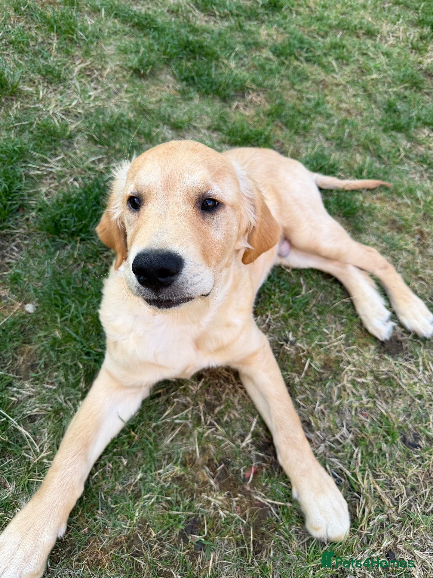 Golden Retriever dogs Golden Retriever Puppy - Advert 1
