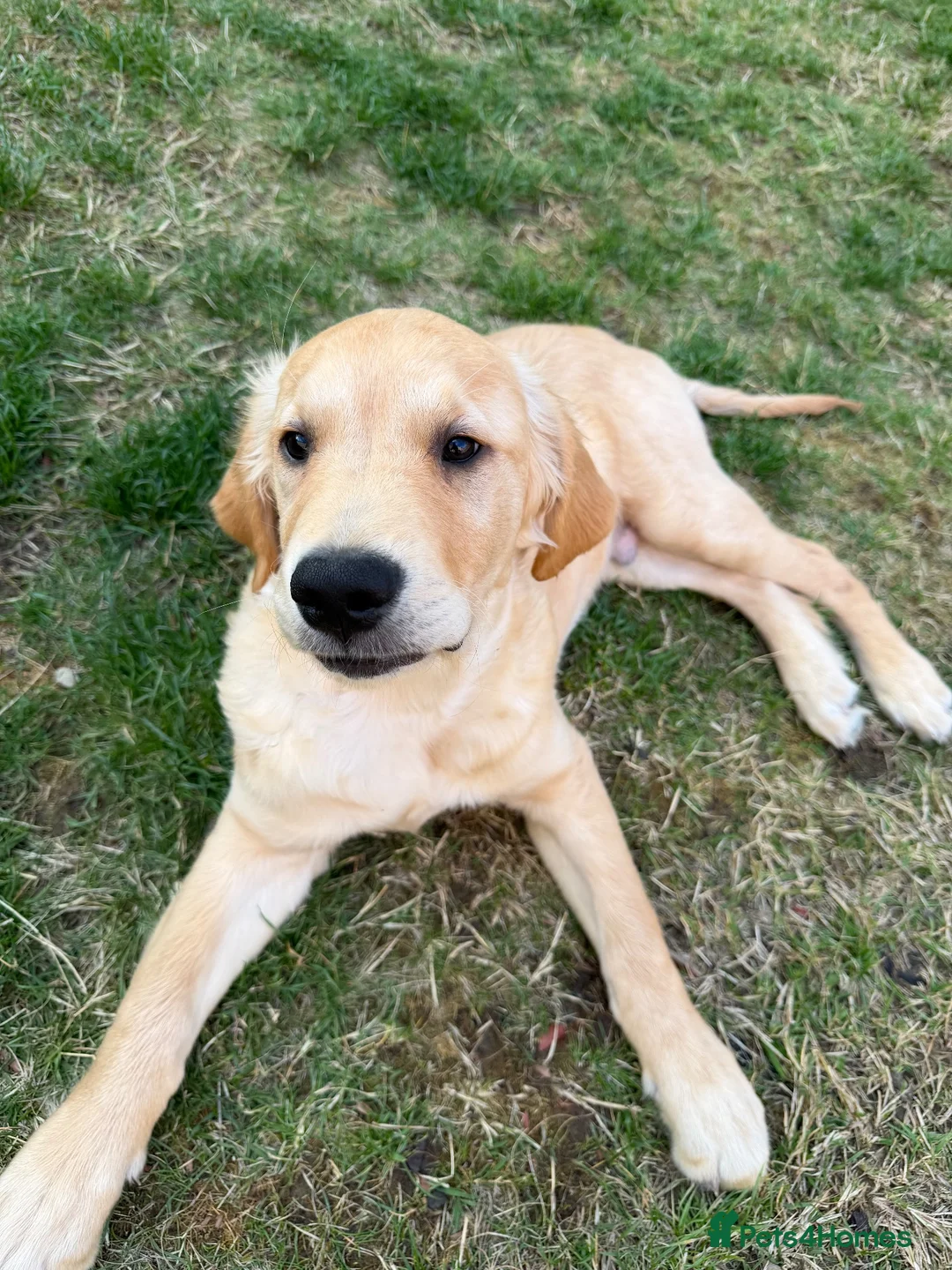 Golden Retriever dogs for sale: Golden Retriever Puppy in Chesterfield - Advert 1