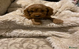 Cockapoo dogs for sale: F1 Cockapoo red puppies - Image 12