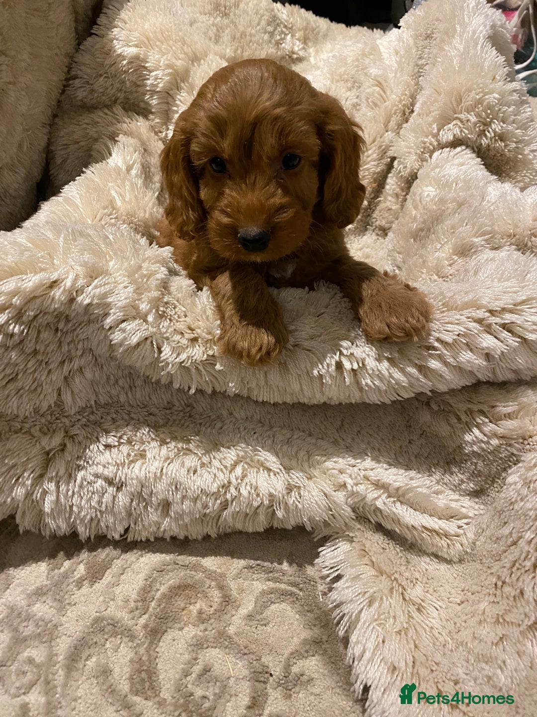 Cockapoo dogs for sale: F1 Cockapoo red puppies - Image 12