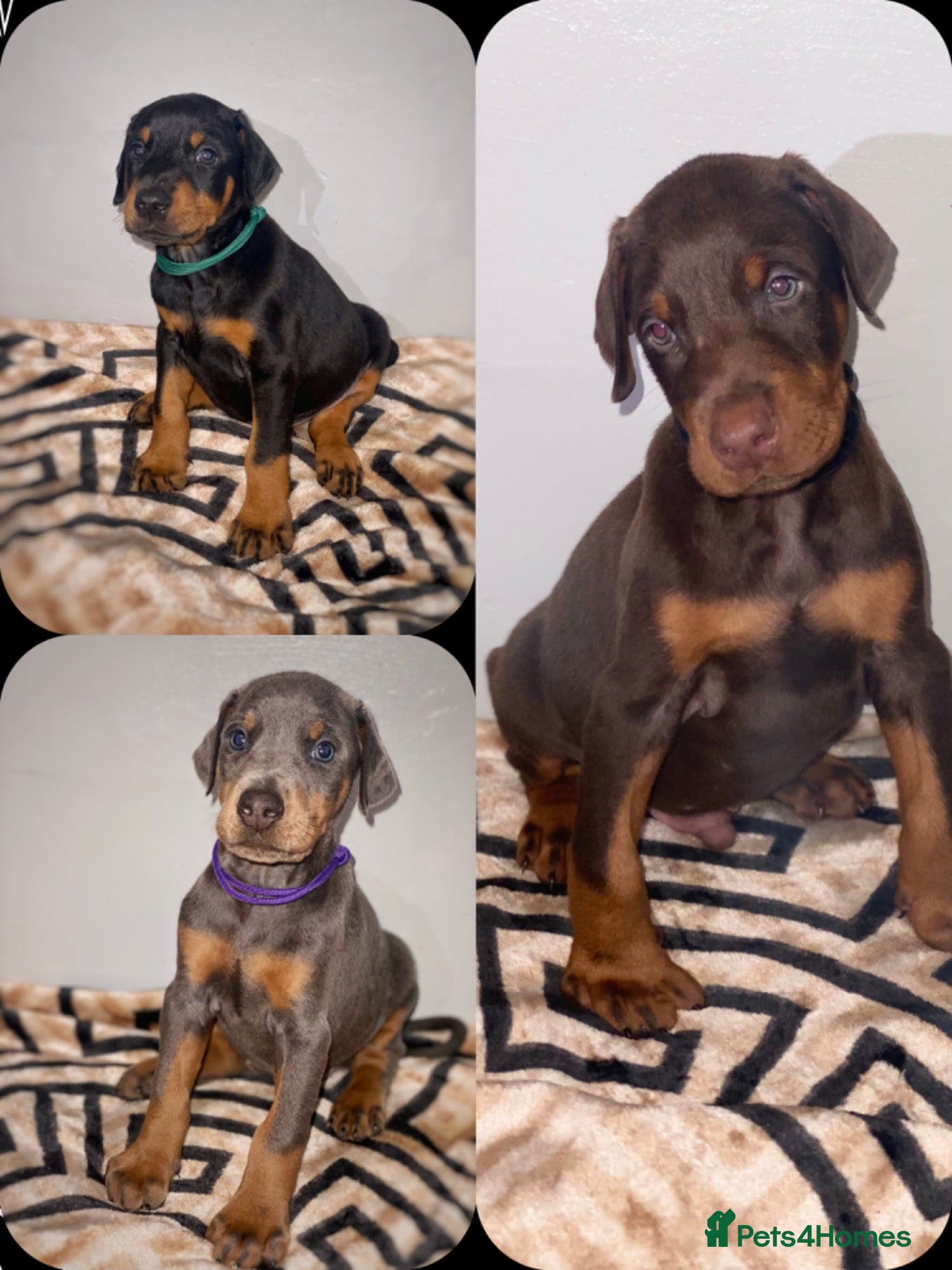 Dobermann dogs Stunning Dobermann Puppies  - Advert 4