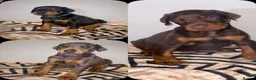 Dobermann dogs for sale: Stunning Dobermann Puppies  - Advert 1