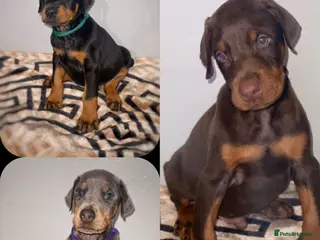 Dobermann dogs Stunning Dobermann Puppies - Advert 6