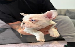 French Bulldog dogs for sale: SNUGGLY FRENCH BULLDOG PUPPIES - Image 5