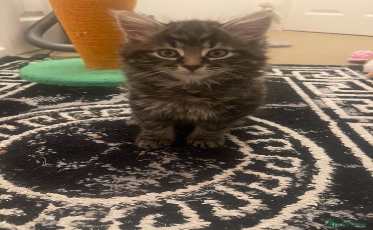 Mixed Breed cats - Advert 1