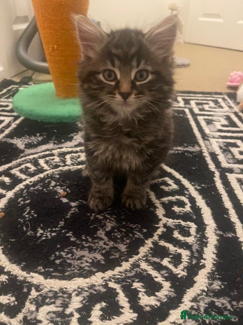 Mixed Breed cats - Advert 1