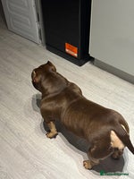 American Bully dogs American Pocket Bully Puppies - Advert 4