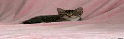Mixed Breed cats for sale: Litter of 6 Kittens  - Advert 15