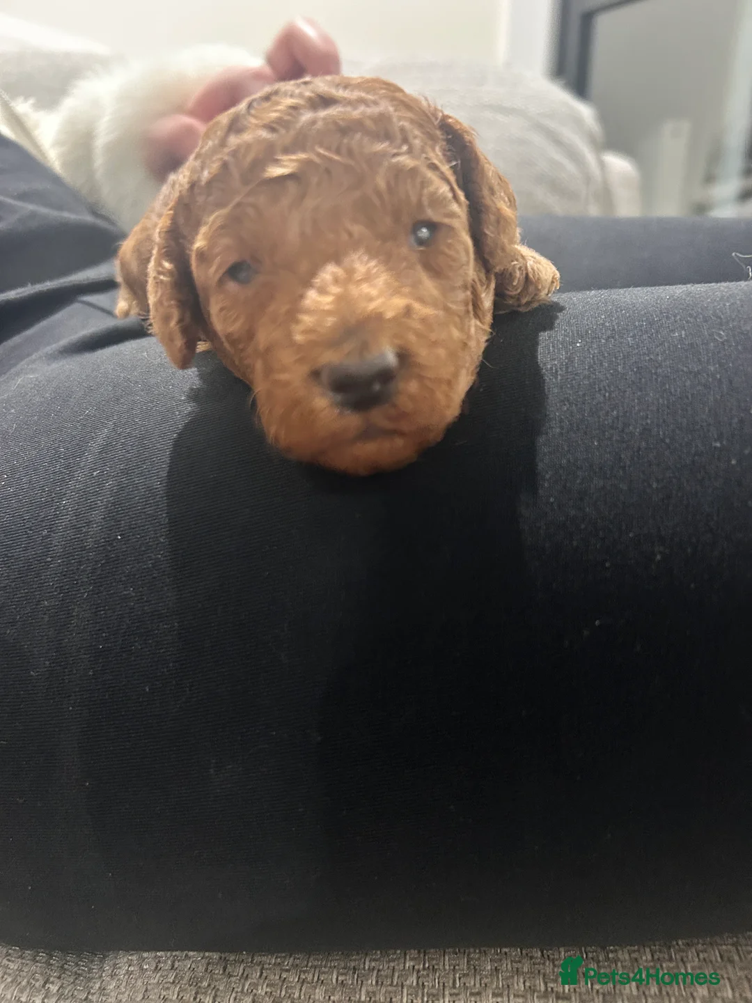 Cockapoo dogs for sale: Red f2b Cockapoo Pups  - Advert 9
