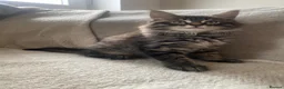 Maine Coon cats for sale: Stunning 9 week old male Maine Coon - Advert 10