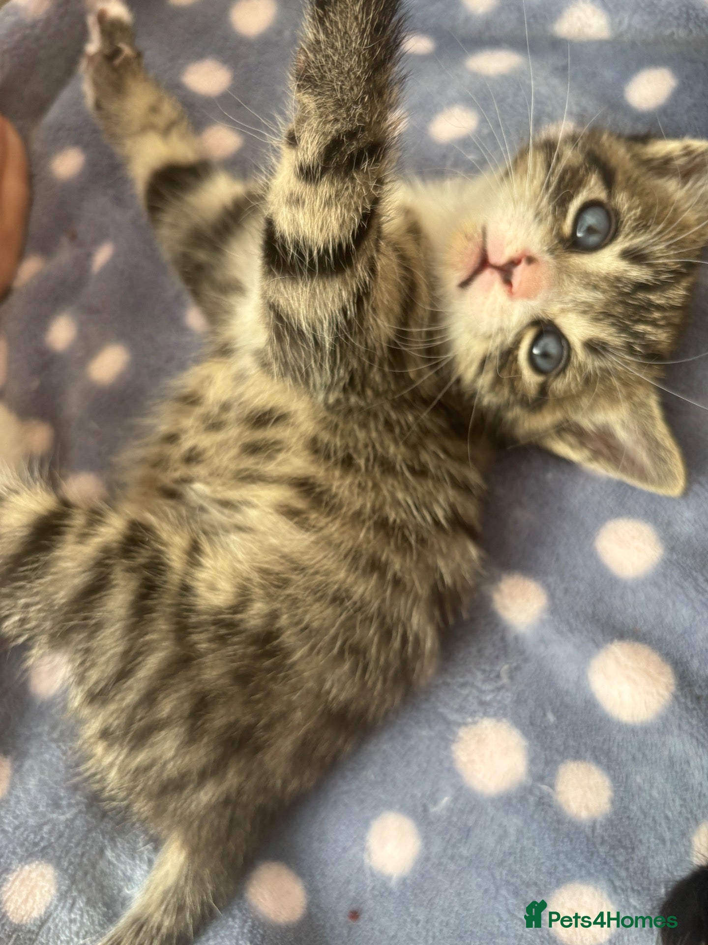 Mixed Breed cats 5 beautiful kittens for new homes - Advert 18