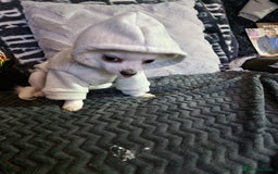 Chihuahua dogs for stud: Stud long haired white Chihuahua  in Coatbridge - Image 4