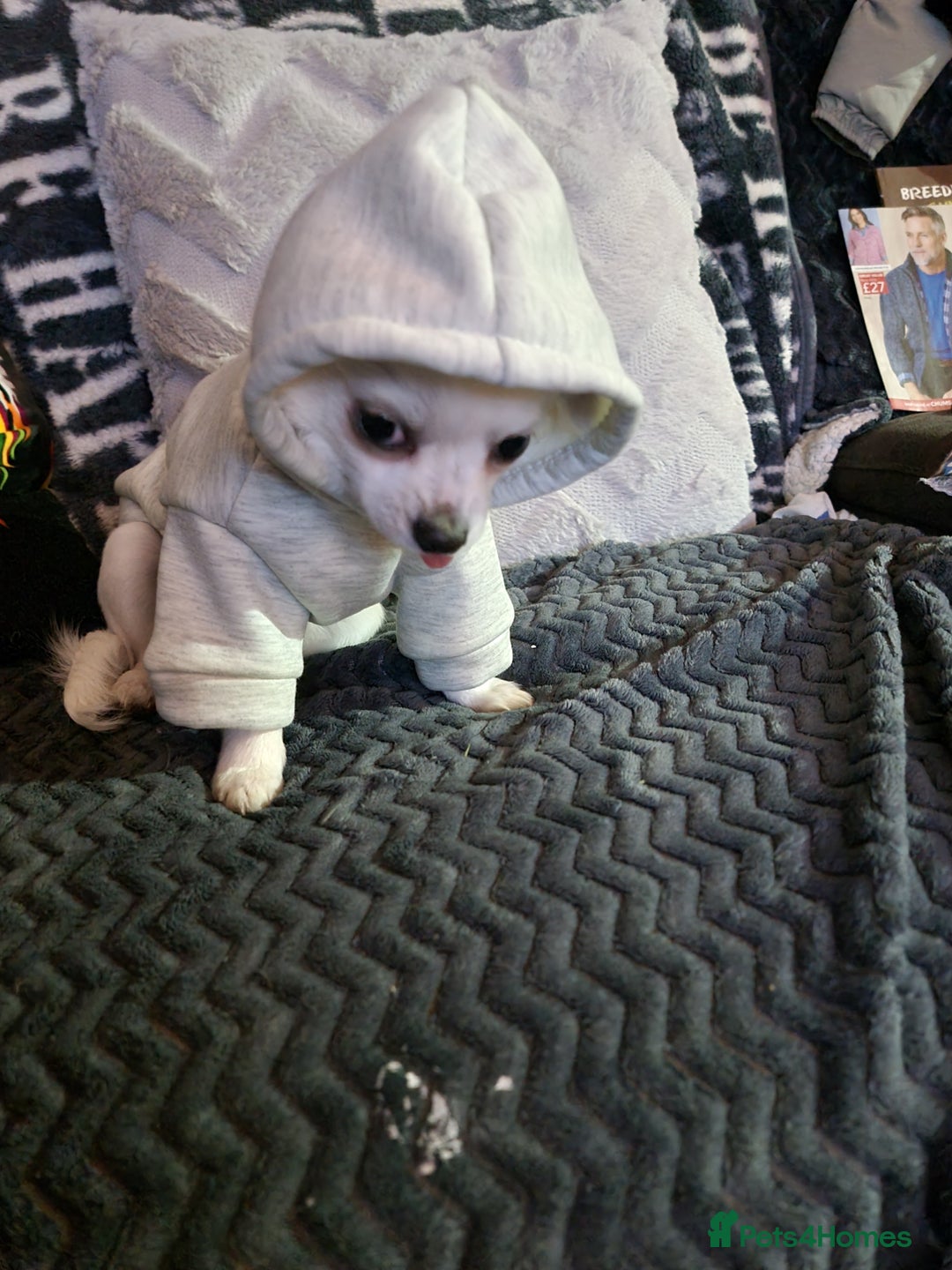 Chihuahua dogs for stud: Stud long haired white Chihuahua  in Coatbridge - Image 4
