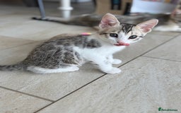 Bengal cats for sale: Bengal kittens  - Image 17