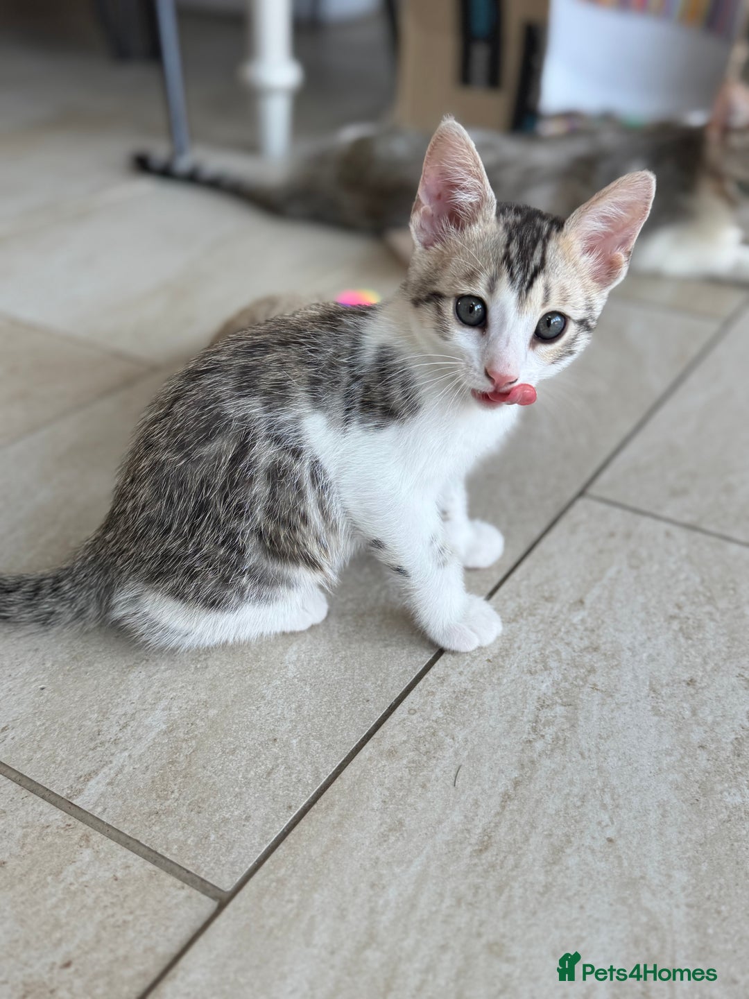 Bengal cats for sale: Bengal kittens  - Image 17