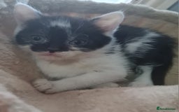 Brazilian Shorthair cats for sale: British shorthair Cross kittens - Image 7