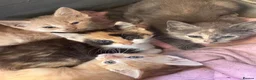 British Shorthair cats for sale: Beautiful Unusual Kittens for sale - Advert 1