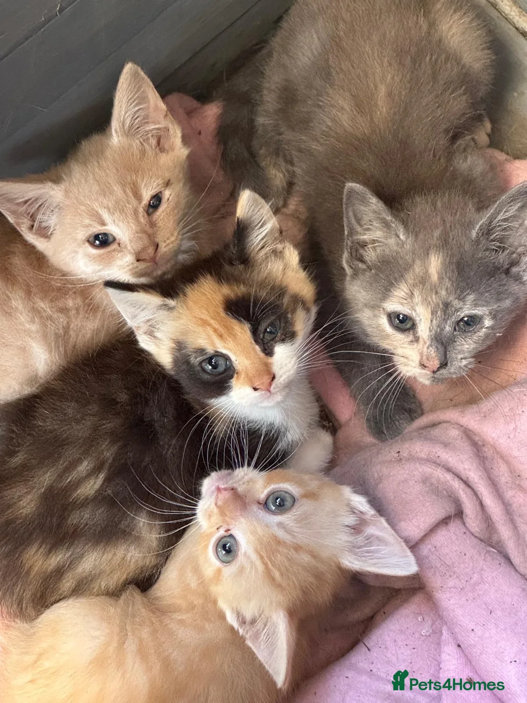 British Shorthair cats for sale: Beautiful Unusual Kittens for sale - Advert 1