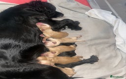 Cockapoo dogs for sale: F1 cockapoos  - Image 2