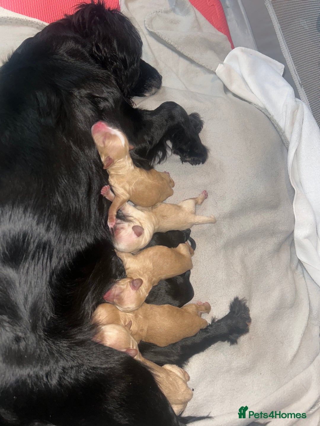 Cockapoo dogs for sale: F1 cockapoos  - Image 2