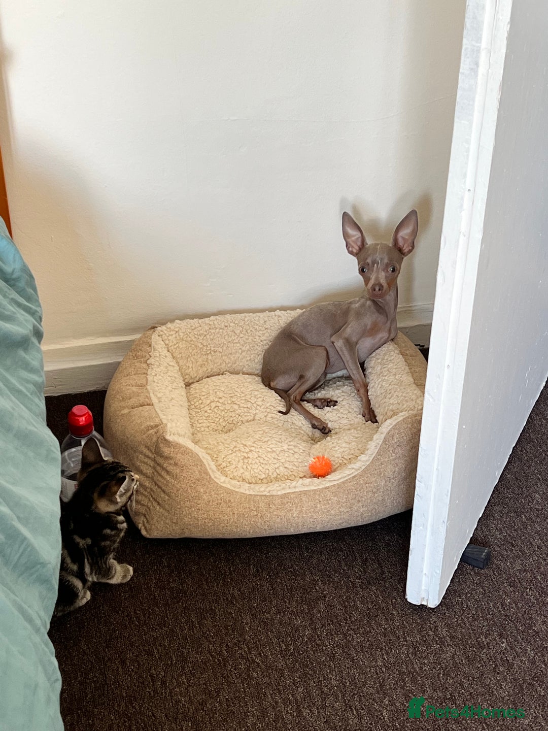Russian Toy Terrier dogs for sale: Urgently selling a beauty - Image 2