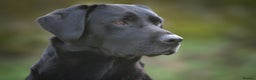 Labrador Retriever dogs for stud: Black labrador stud- FULLY HEALTH TESTED in Leyburn - Advert 20