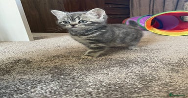 British Shorthair cats - Advert 1