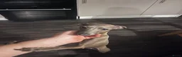 Italian Greyhound dogs for sale: Beautiful Italian Greyhound Puppies - Advert 4