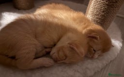 Mixed Breed cats for sale: Kittens  - Image 2