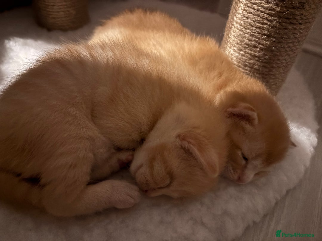 Mixed Breed cats for sale: Kittens  - Image 2
