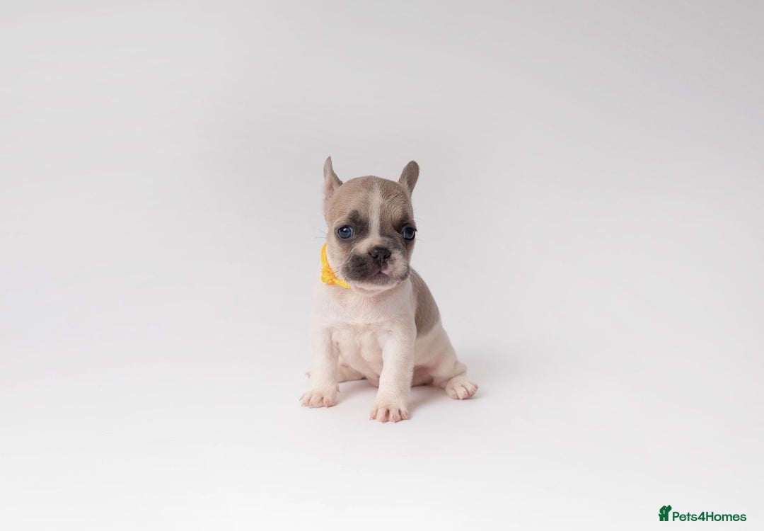 French Bulldog dogs for sale: French Bulldogs  - Image 11