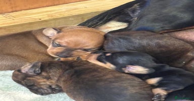 Dachshund dogs - Advert 16