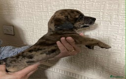 Mixed Breed dogs for sale: Jack Chi puppies - unique merle  - Image 4