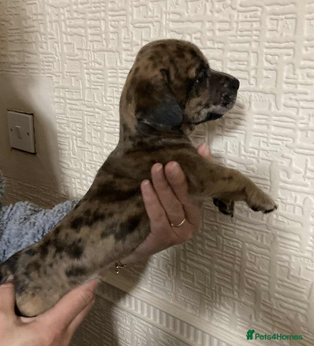 Mixed Breed dogs for sale: Jack Chi puppies - unique merle  - Image 4