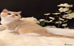 British Shorthair cats for sale: 💗 Gorgeous Full Pedigree BSH Trusted Breeder 💗 - Advert 37