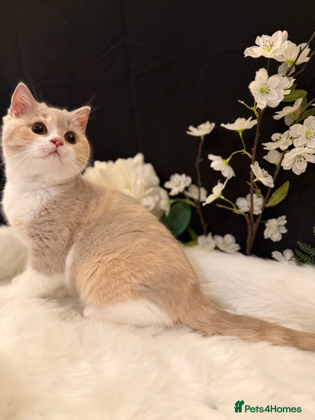 British Shorthair cats for sale: 💗 Gorgeous Full Pedigree BSH Trusted Breeder 💗 - Advert 37