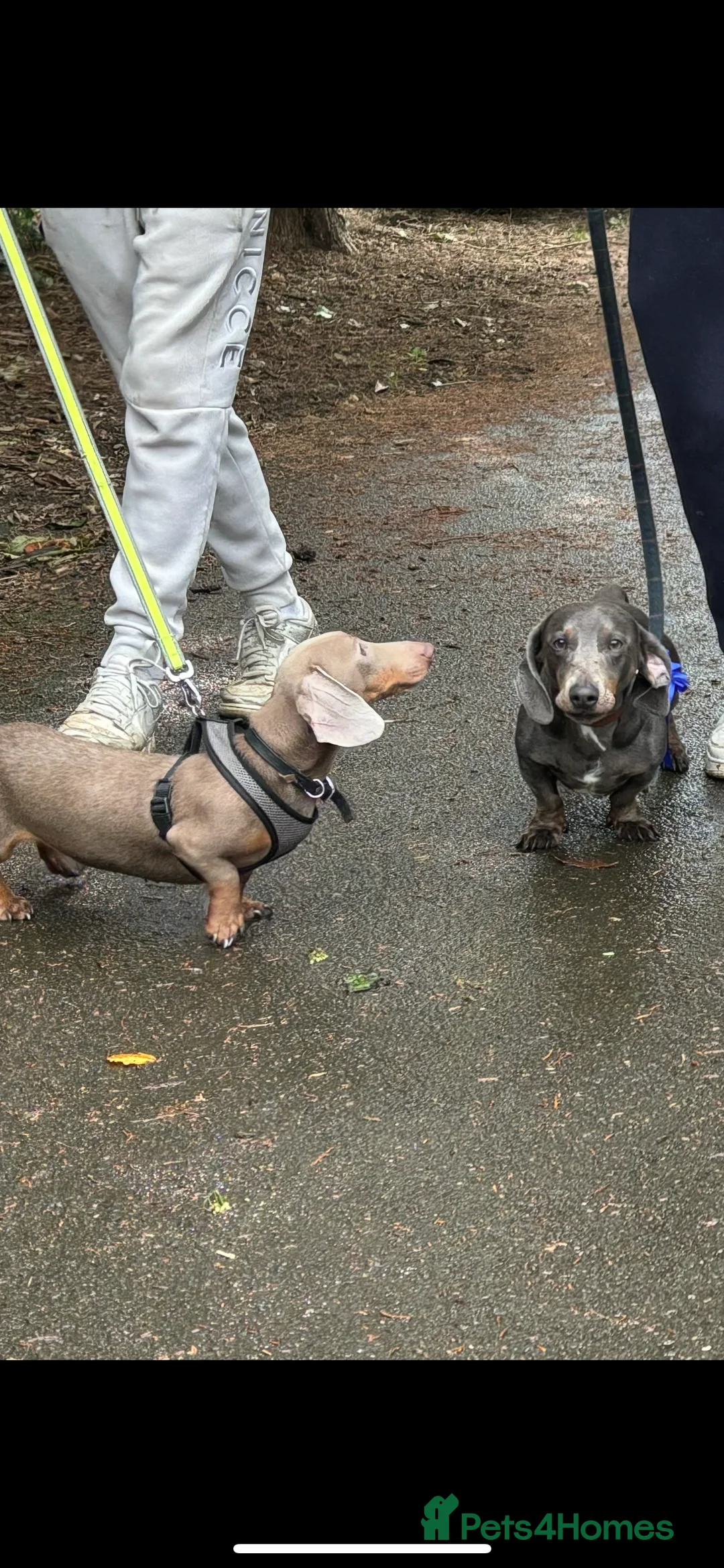 Dachshund dogs for stud: Blue Dachhund Proven Stud & Isabella cream stud, in Swansea - Advert 32