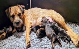 Border Terrier dogs for sale: DNA Health Tested Border Terrier pups (Boys) - Image 2