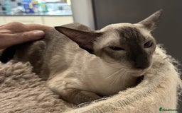 Siamese cats for sale: Lovely Siamese Female Seal Point - Active Register - Image 4