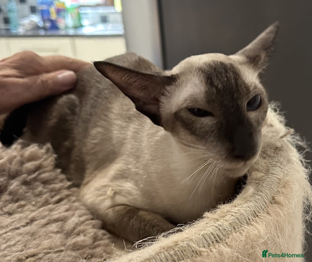 Siamese cats for sale: Lovely Siamese Female Seal Point - Active Register - Image 4