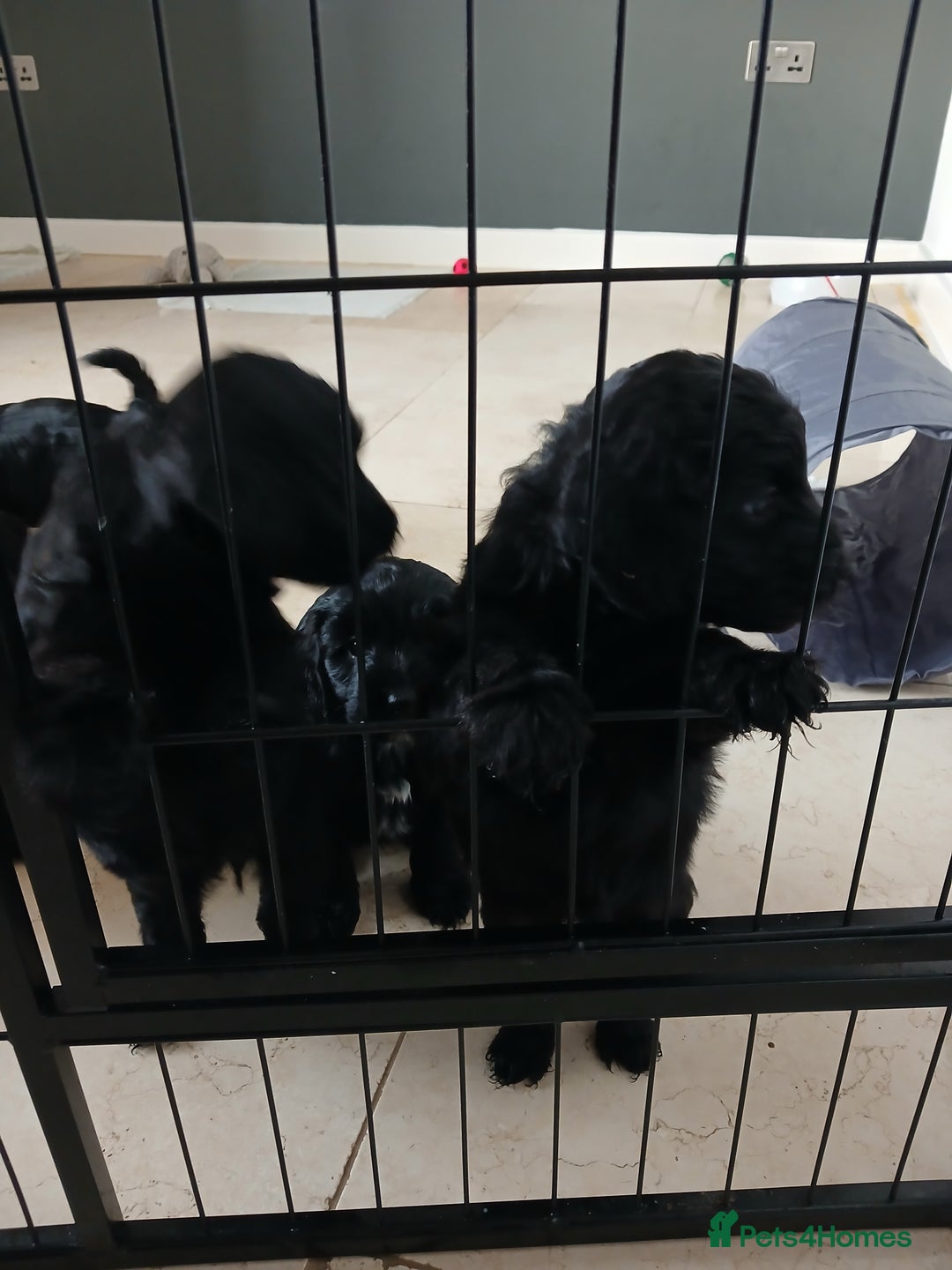 Cockapoo dogs for sale: Toy Cockapoo Puppies Looking for Loving Homes - Advert 13