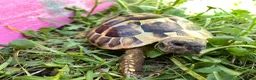 Hermann Tortoise reptiles for sale: Harmann Tortoise 6 years old  in Egham - Advert 12